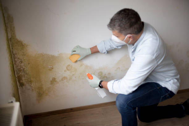 Best Mold Odor Removal Services  in Margate City, NJ